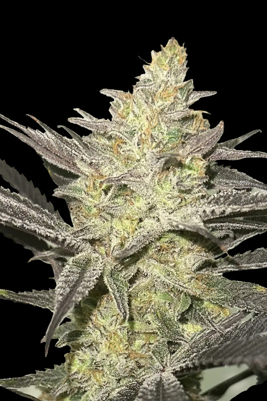 Rainbow Sherbet #11