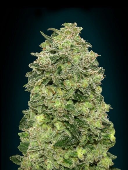 Afghan Skunk Auto