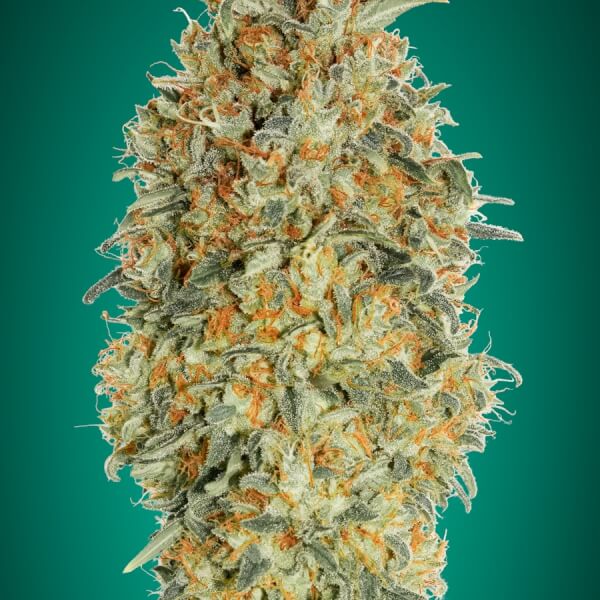Auto Gorilla Blue