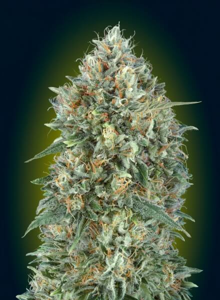 Auto Gelato #33