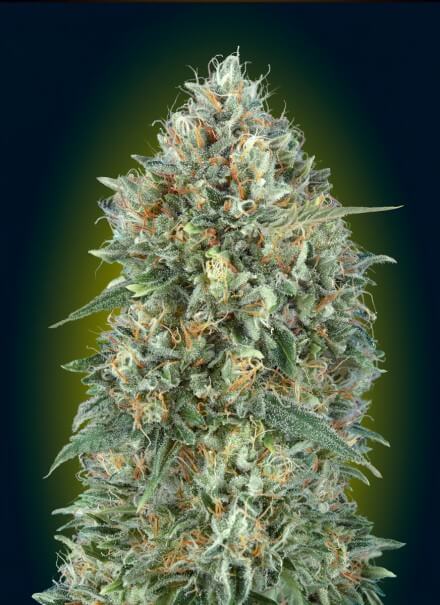 Gelato #33 Auto