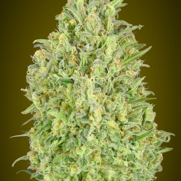 Auto Pineapple Glue