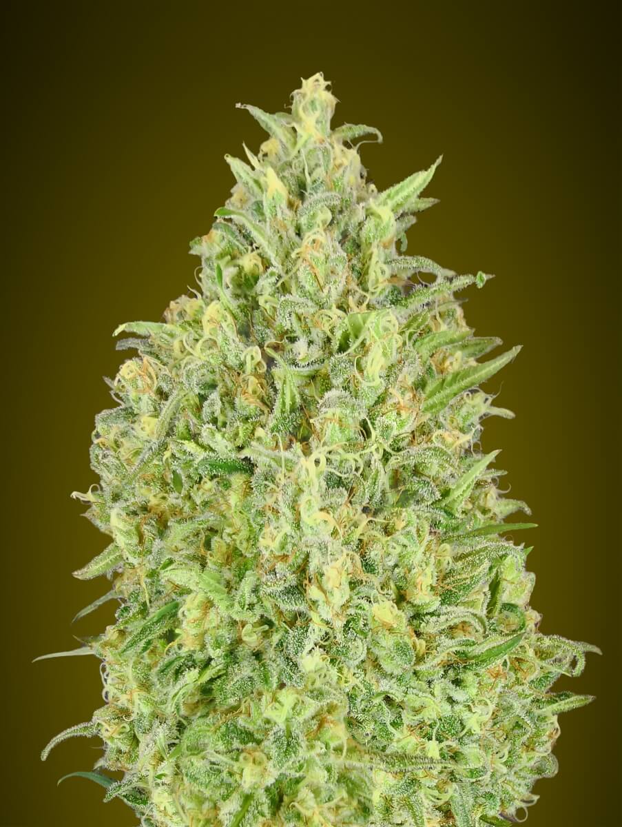 Pineapple Glue Auto