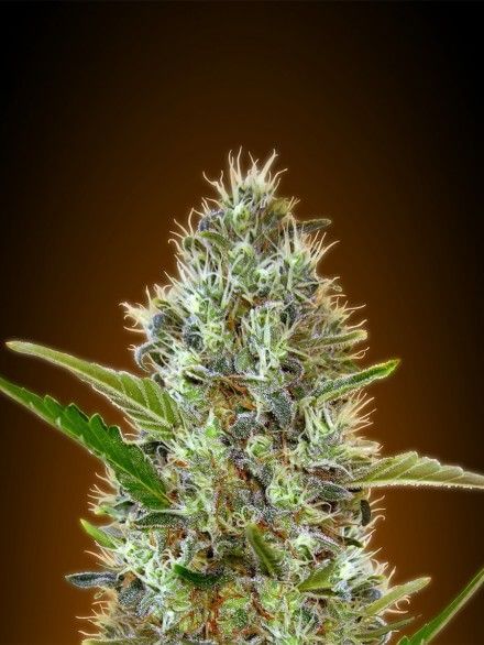 Somango Auto