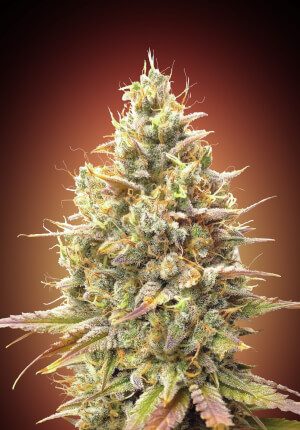 Strawberry Banana Auto