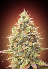 Strawberry Banana Auto