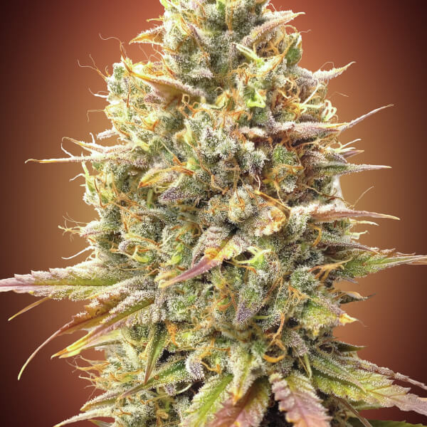 Strawberry Banana Auto