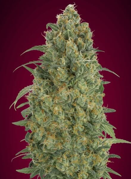 Auto Strawberry Gum