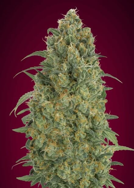 Strawberry Gum Auto