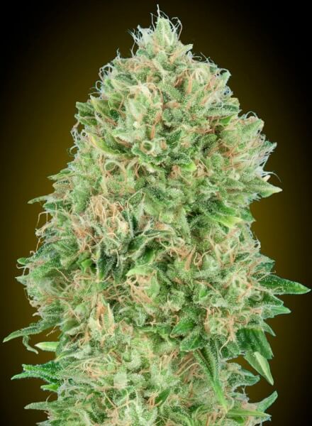 Pineapple Glue