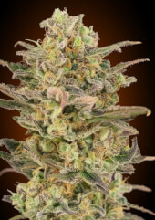 Somango Glue