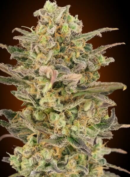 Somango Glue