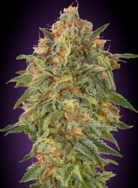 Zkittlez