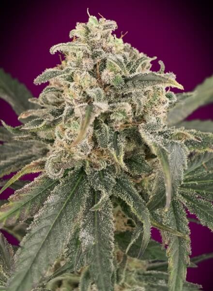 Auto Amnesia XXL