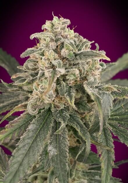 Amnesia XXL Auto