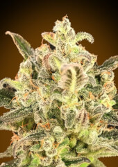 Auto Biodiesel Mass XXL