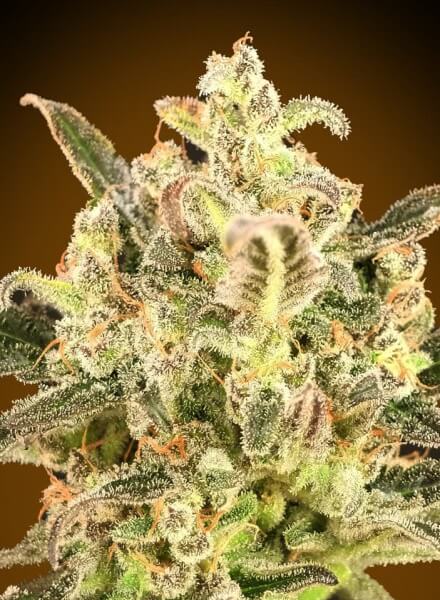 Auto Biodiesel Mass XXL