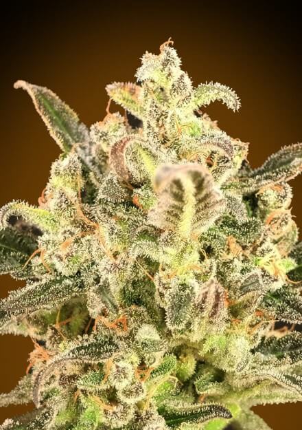 Biodiesel Mass XXL Auto