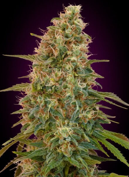 Auto Zkittlez