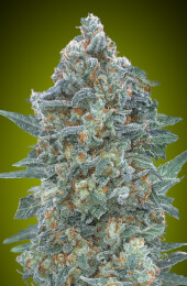 Auto Critical Lemon CBD