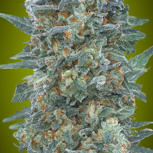 Auto Critical Lemon CBD