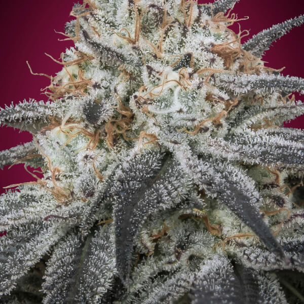 Auto Slurricane