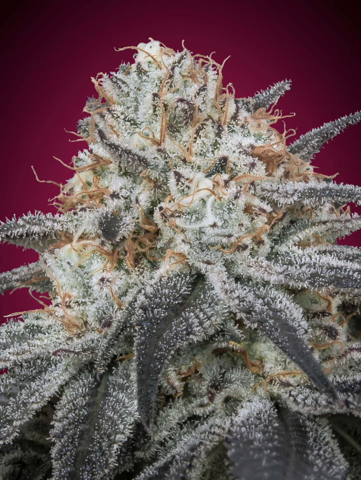 Slurricane Auto