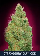 Strawberry Gum CBD