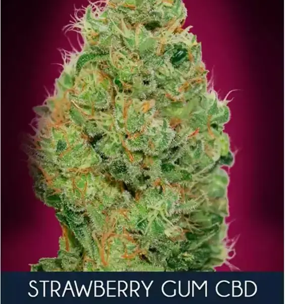Strawberry Gum CBD