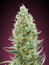 Amnesia Fast