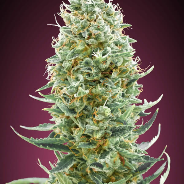 Amnesia Fast