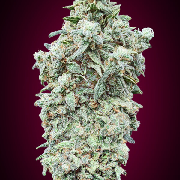 Cherry Pie
