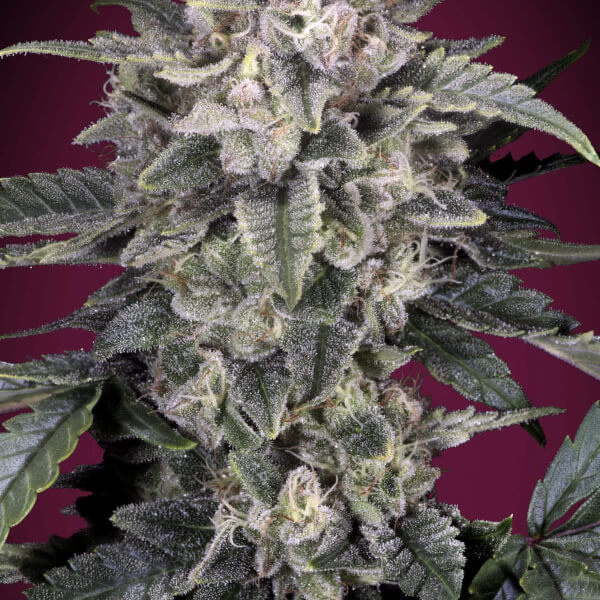 Slurricane