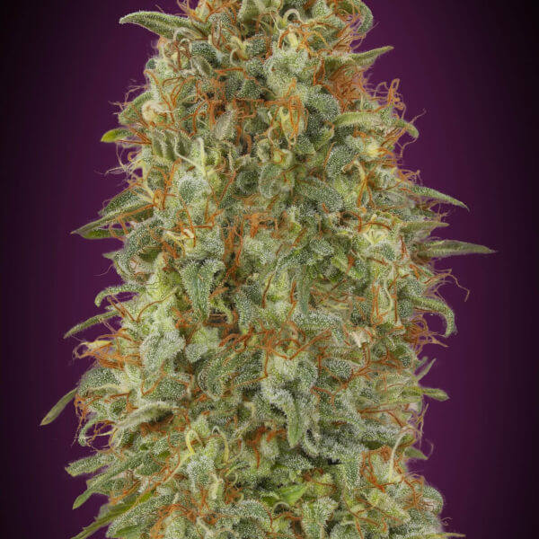 Zkittlez Fast