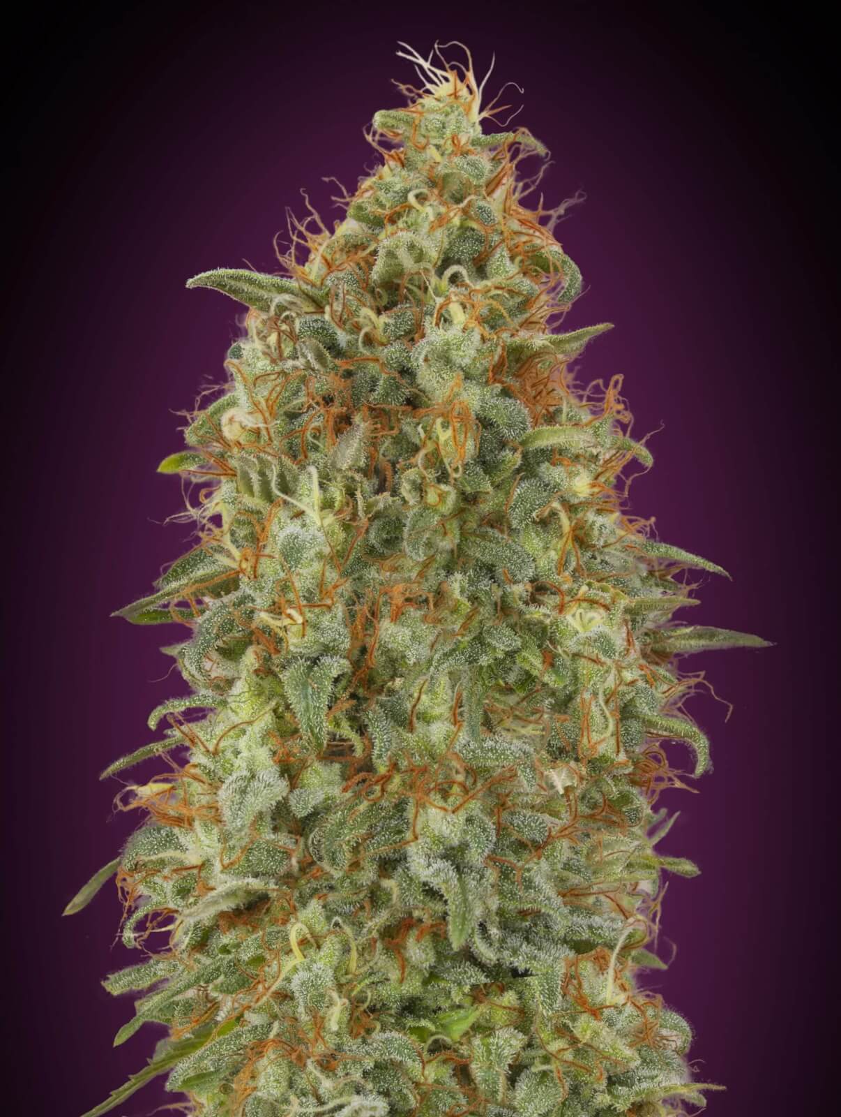 Zkittlez