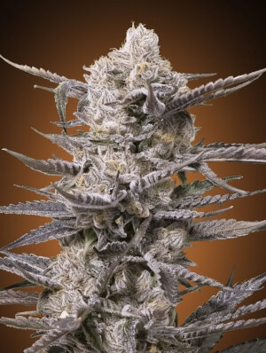 Watermelon OG