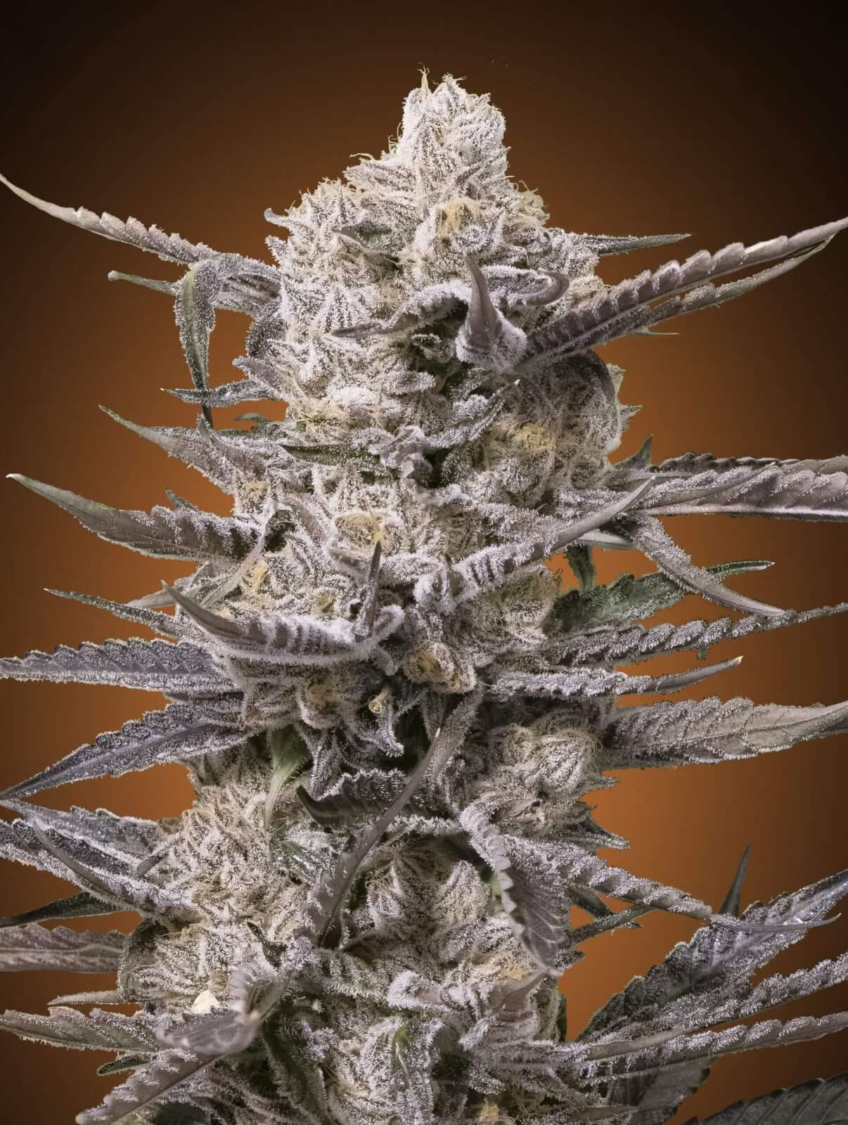Watermelon OG
