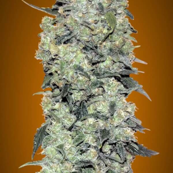 Auto Critical Mass