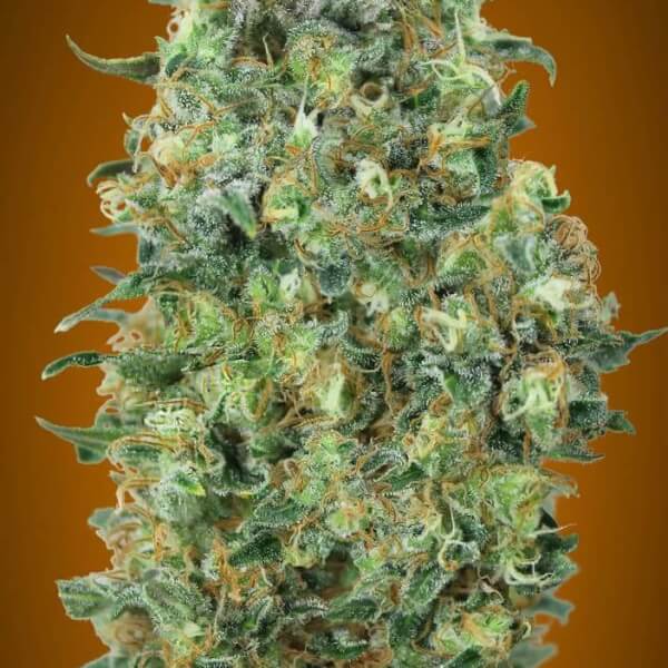 Critical Mass