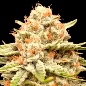 Garlicane - Advanced Seeds - Féminisée