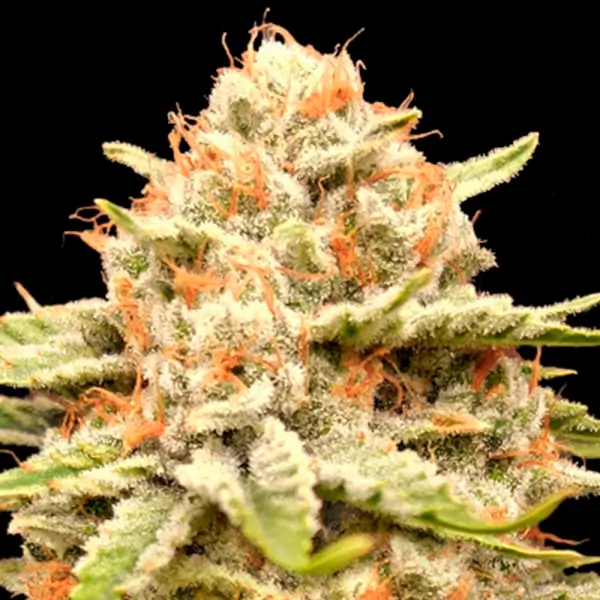 Garlicane - Advanced Seeds - Féminisée
