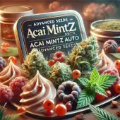 Acai Mintz Auto