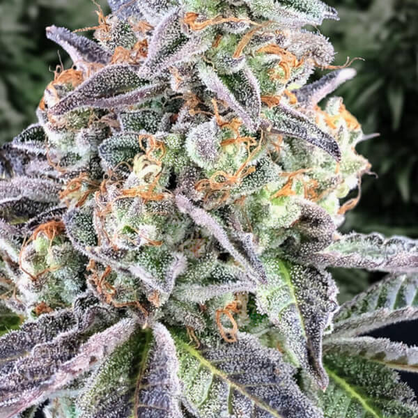 Cherry Pie Auto