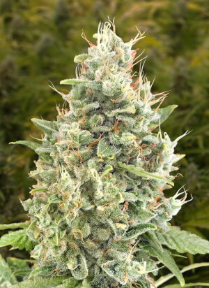 Gorilla Zkittlez Auto