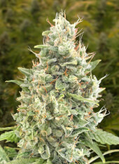 Gorilla Zkittlez Auto