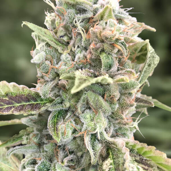 Grateful Dead Auto