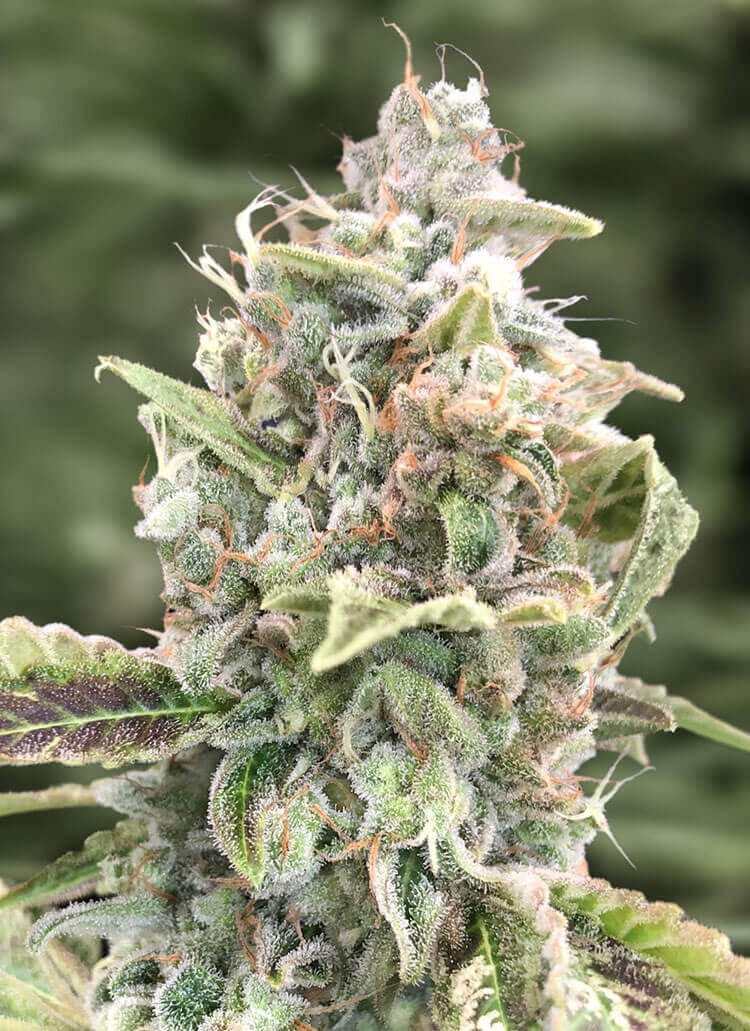 Grateful Dead Auto