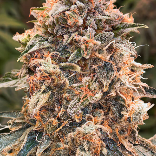 Super Glue #4 Auto
