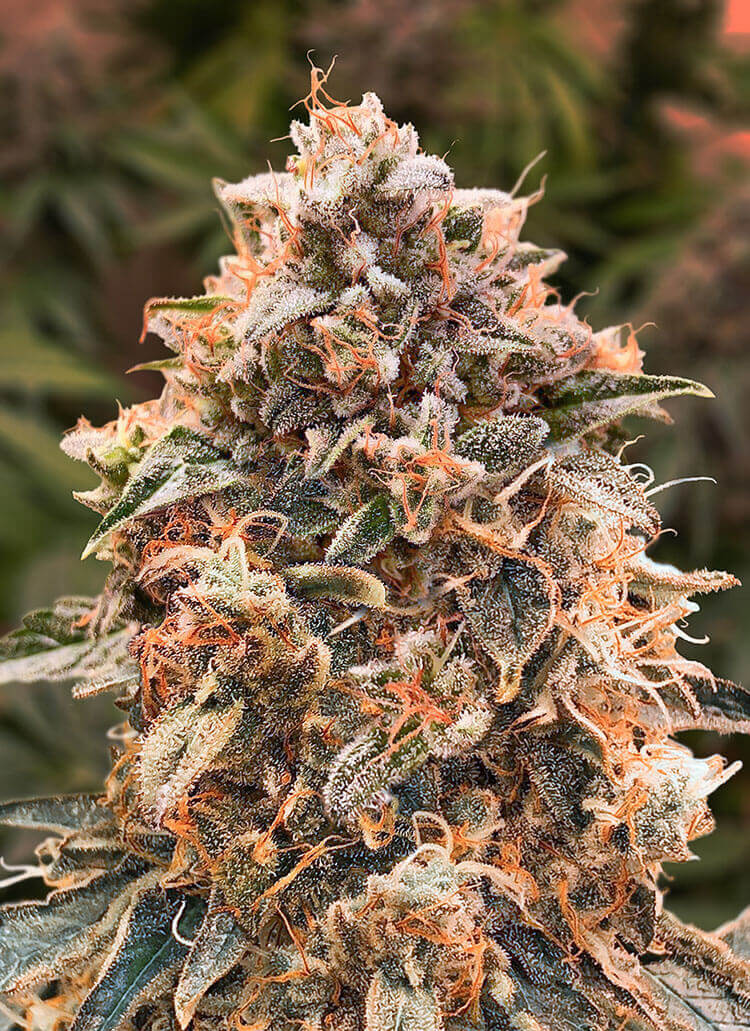 Super Glue #4 Auto