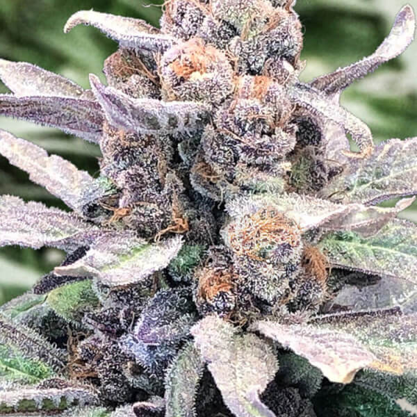 Wedding Crasher Auto